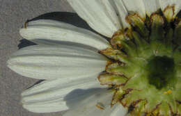 Image of scentless false mayweed