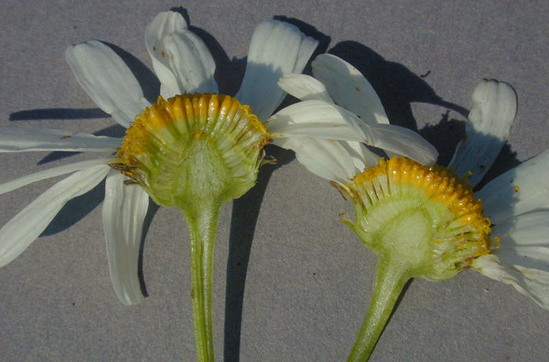 Image of scentless false mayweed