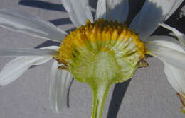 Image of scentless false mayweed