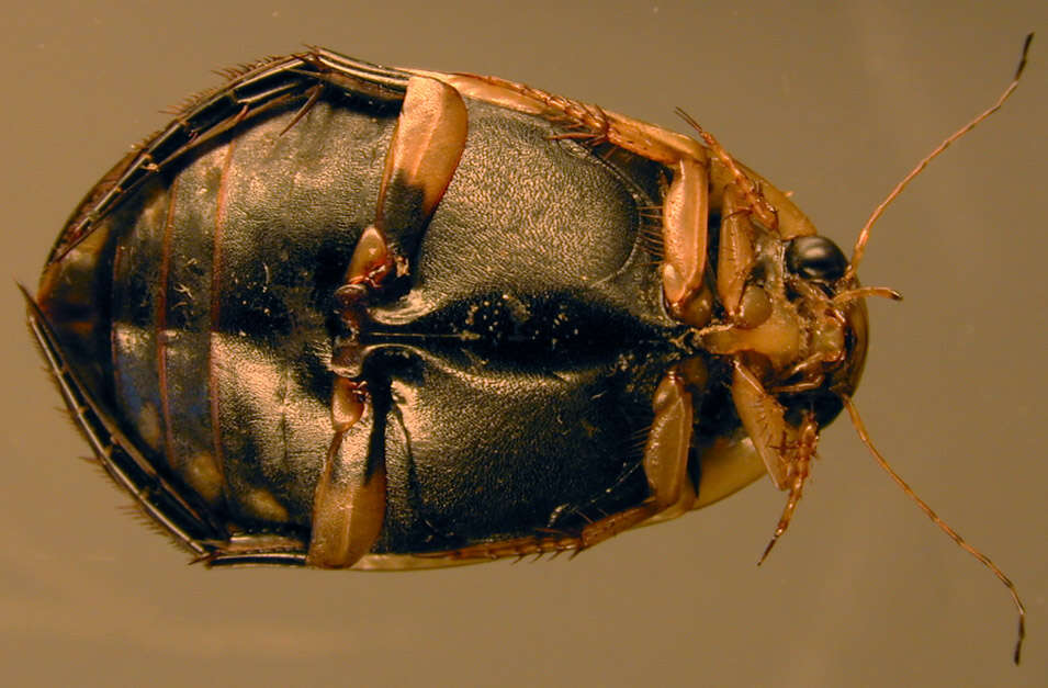 Image of Grooved Diving Beetle