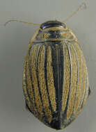 Image of Grooved Diving Beetle