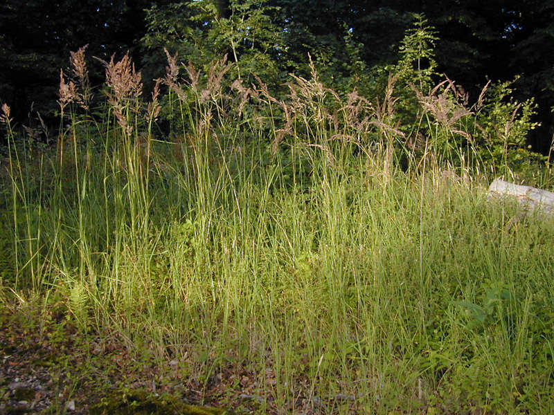 Imagem de Calamagrostis epigejos (L.) Roth