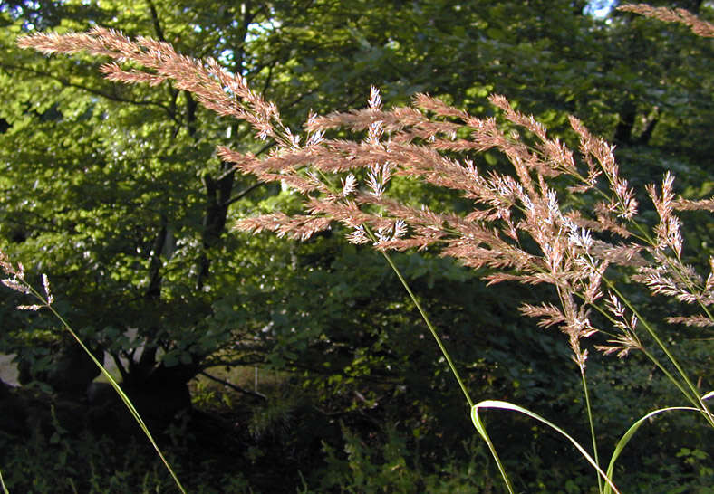 Imagem de Calamagrostis epigejos (L.) Roth