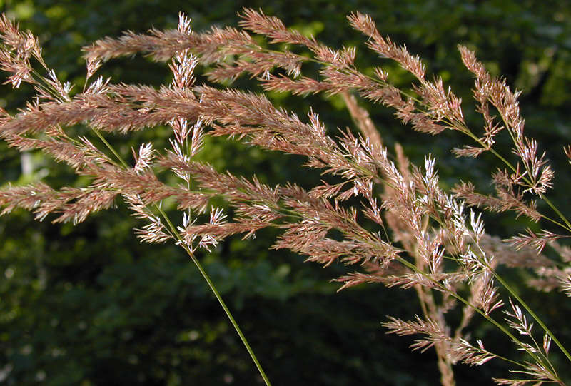 Imagem de Calamagrostis epigejos (L.) Roth