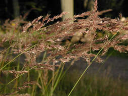 Imagem de Calamagrostis epigejos (L.) Roth