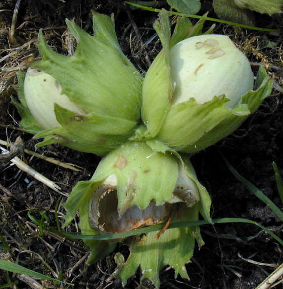 Sivun Sciurus subgen. Sciurus Linnaeus 1758 kuva