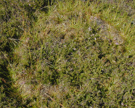 Juncus squarrosus L. resmi