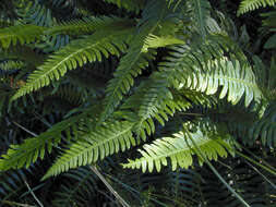 Image of Plantae