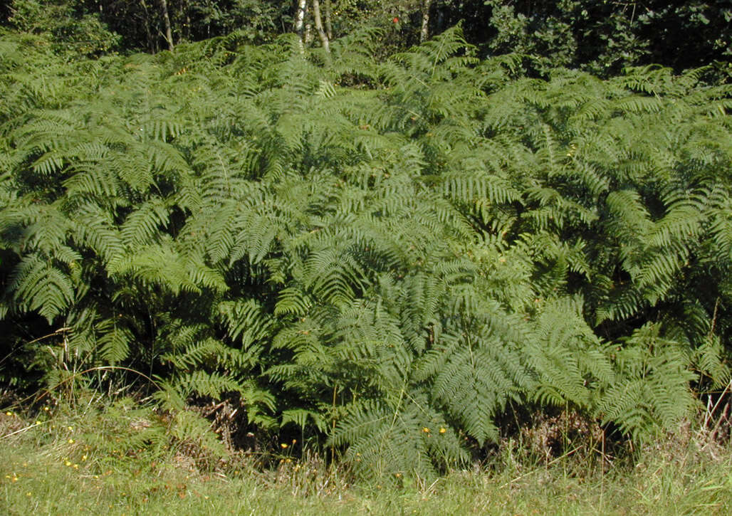 Image of Bracken