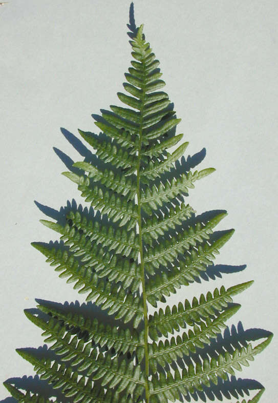 Image of Bracken