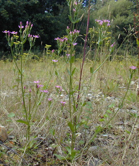 Image of Centaurium erythraea subsp. erythraea