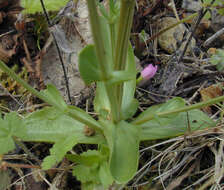 Image of Centaurium erythraea subsp. erythraea