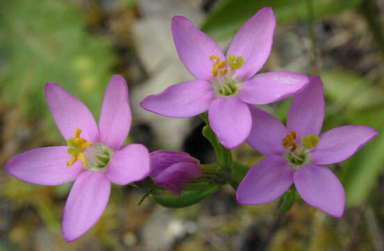 Image of Centaurium erythraea subsp. erythraea