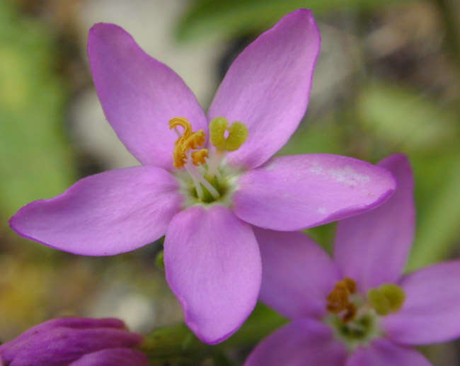 Image of Centaurium erythraea subsp. erythraea