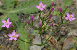 Image of Centaurium erythraea subsp. erythraea