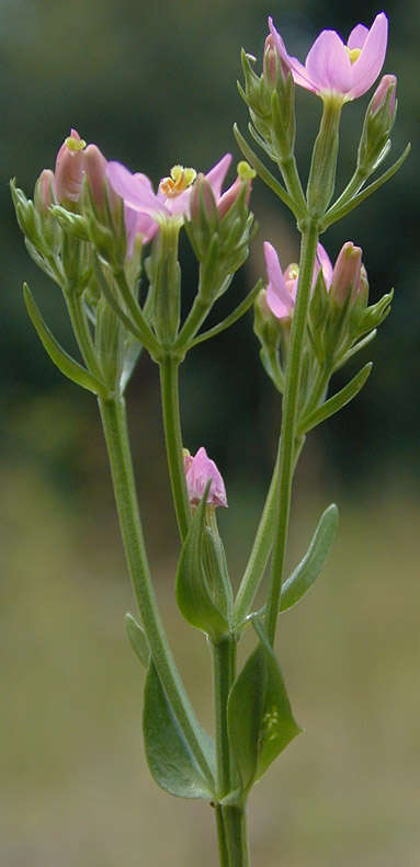 Image of Centaurium erythraea subsp. erythraea