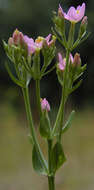 Image of Centaurium erythraea subsp. erythraea