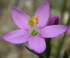 Image of Centaurium erythraea subsp. erythraea