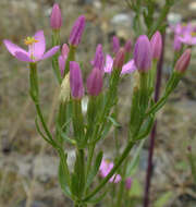 Image of Centaurium erythraea subsp. erythraea