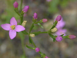 Image of Centaurium erythraea subsp. erythraea