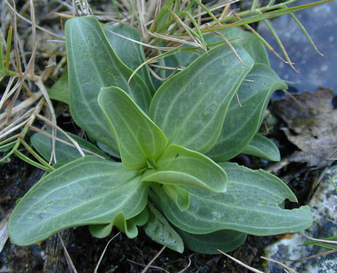 Image of Centaurium erythraea subsp. erythraea