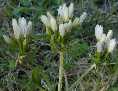 Image of Centaurium erythraea subsp. erythraea