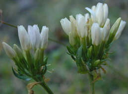 Image of Centaurium erythraea subsp. erythraea