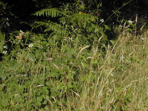 Image of Japanese hedge-parsley