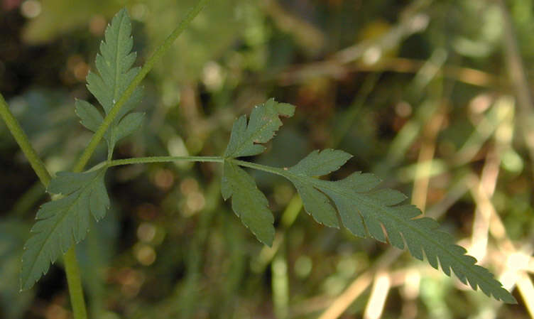 Imagem de Torilis japonica (Houtt.) DC.