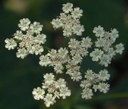 Image of Japanese hedge-parsley
