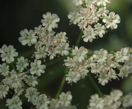 Image of Japanese hedge-parsley
