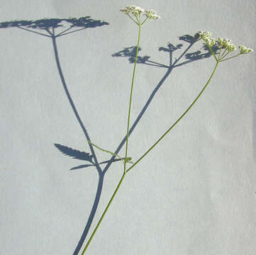 Image of Japanese hedge-parsley
