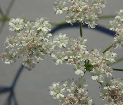 Image of Japanese hedge-parsley