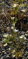 Image of Centaurium erythraea subsp. erythraea