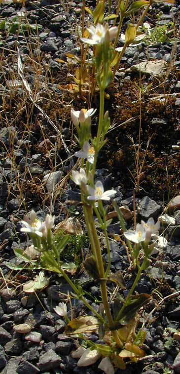 Image of Centaurium erythraea subsp. erythraea