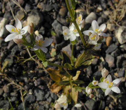 Image of Centaurium erythraea subsp. erythraea