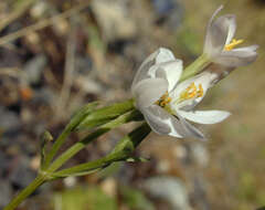 Image of Centaurium erythraea subsp. erythraea