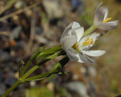 Image of Centaurium erythraea subsp. erythraea