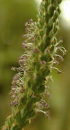 Image of Asteridae