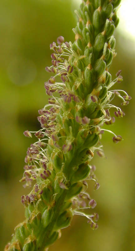 Image of Asteridae