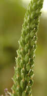 Image of Asteridae