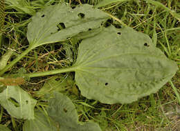 Image of Asteridae
