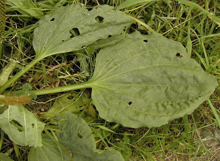 Image of Asteridae