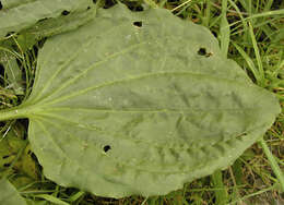 Image of Asteridae