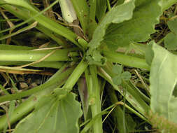 Image of Asteridae