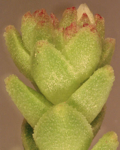 Image of Sedum anglicum Hudson