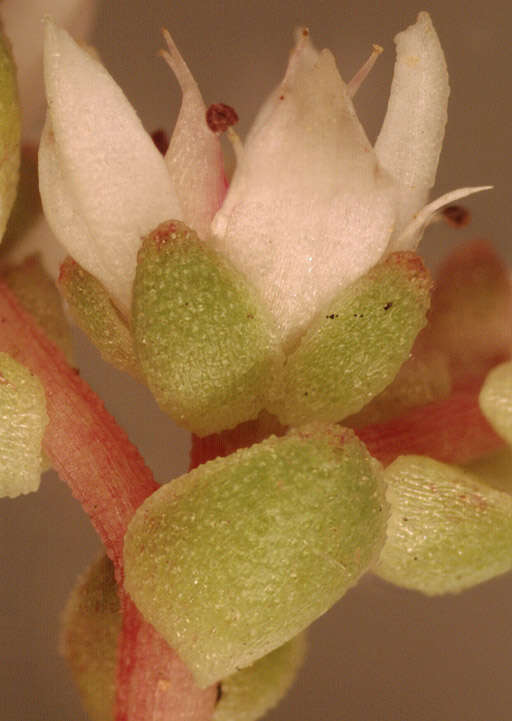 Image of Sedum anglicum Hudson