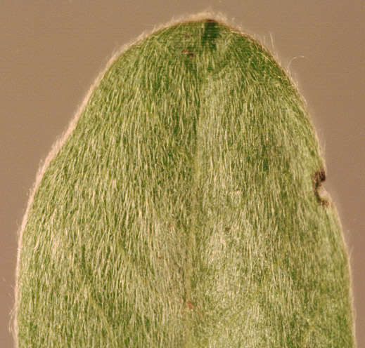 Image of Salix arenaria L.