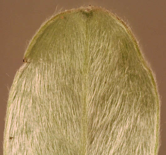 Image of Salix arenaria L.