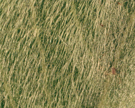 Image of Salix arenaria L.